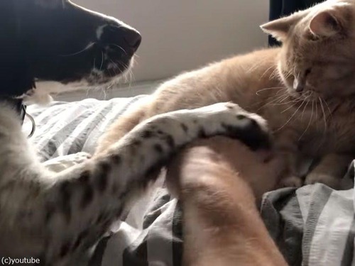 猫に手を伸ばすと…愛情を独り占めしたい犬が止めてくる（動画）