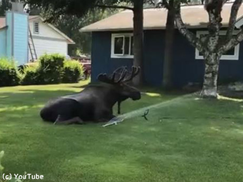 スプリンクラーで水浴びするヘラジカ00