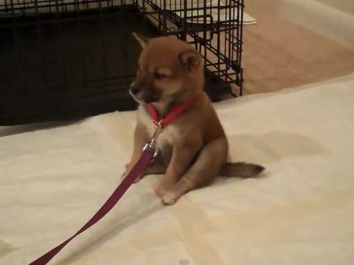 ������臘�Ƹ����֤����01