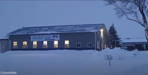 野良猫の聖地ファリボー猫保護施設01