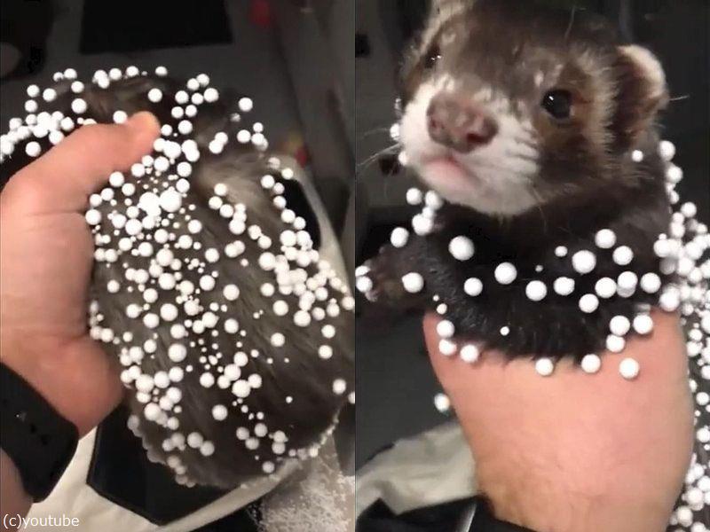 イタズラ好きのフェレット クッションを破ってビーズまみれになる 動画 らばq
