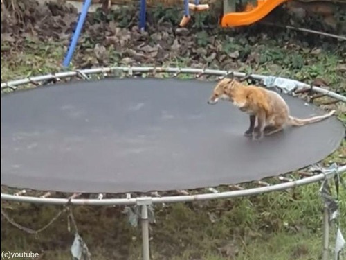 野生のキツネが庭のトランポリンに挑戦