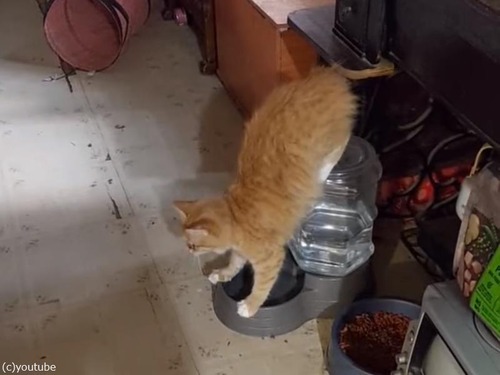 逆から水を飲む猫
