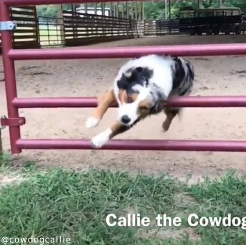 柵の飛び越え方がカッコよすぎる犬04