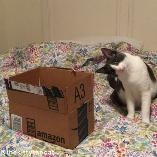 やっぱり猫は箱が好き01