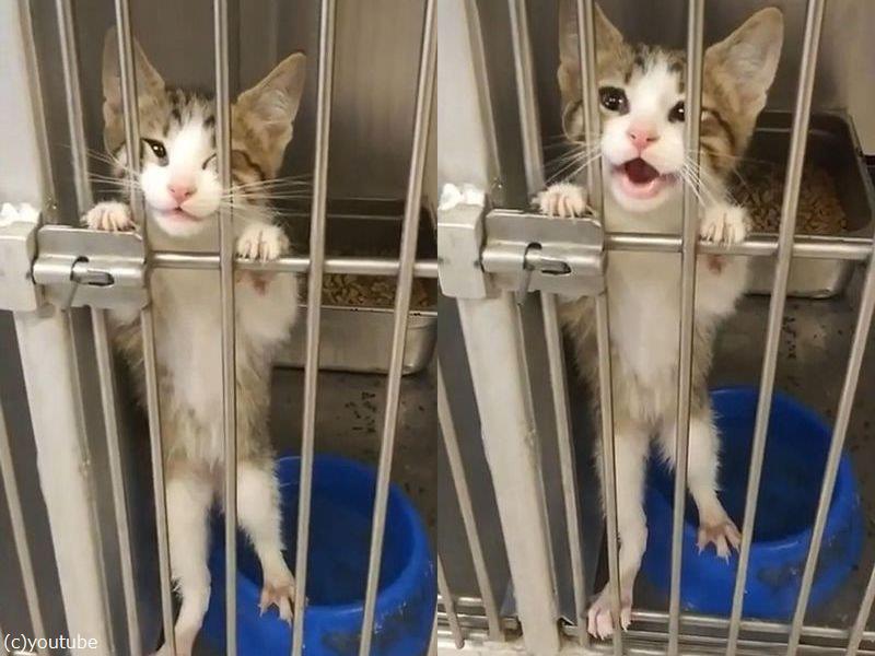 犬を求めて保護施設にきたら この猫を連れて帰った 動画 らばq 犬を求めて保護施設にきたら この猫を連れて帰った 動画 らばq