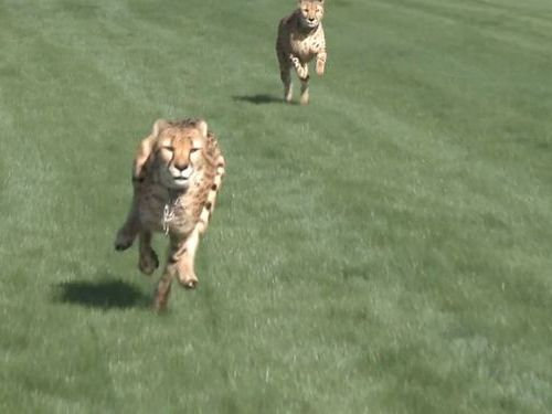 競馬場にチーター02