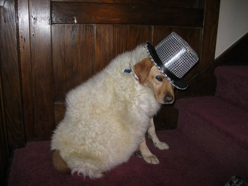 6歳の娘が犬をモデルにして写真07