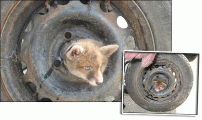 抜けなくなった動物たち10