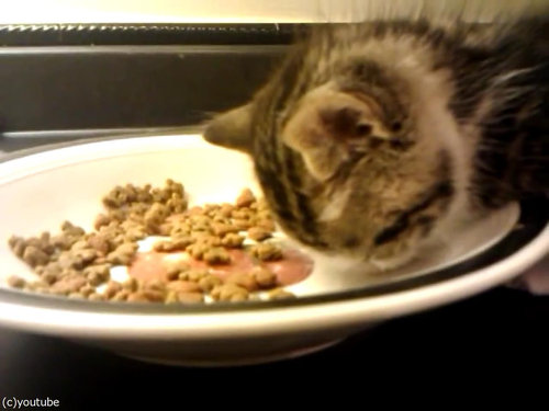 ご飯を食べる子猫…眠気に負ける03