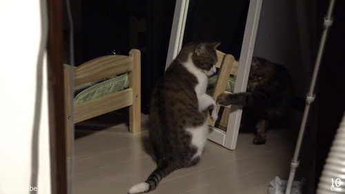 猫10匹と大きな鏡05