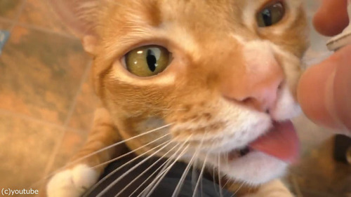 �ۥ��åץ��꡼��򰦤���ǭ05