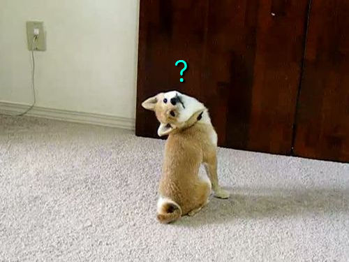 この犬 あきらかに首の角度がヘンだよ かわいい意味で 動画 らばq この犬 あきらかに首の角度がヘンだよ かわいい意味で 動画 らばq