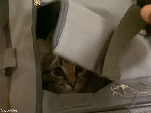 凄い速さで跳び出す猫