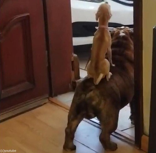 �����֥�ɥå��ξ�˾��02