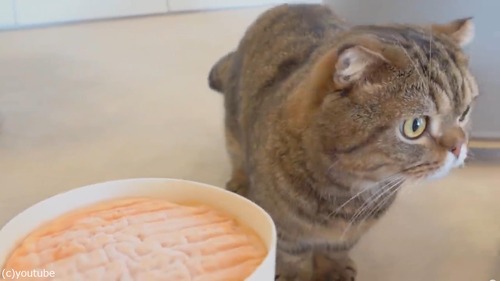 �ˤ����������ʥ�������ǭ02