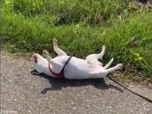 �����褦�������ܤä����븤02