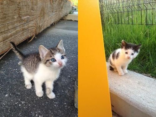 野良猫と仲良くなったら ある日 子猫たちを連れてきた 警戒心むき出しだった猫が心を開くまで らばq