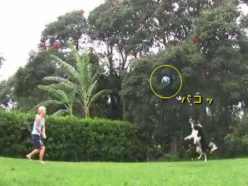 バレーボール犬