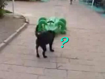 ワニのおもちゃと犬