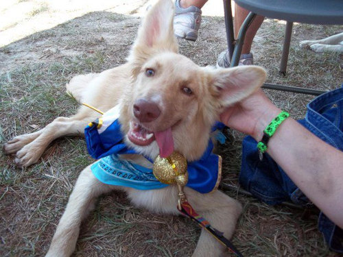 子犬を拾った24