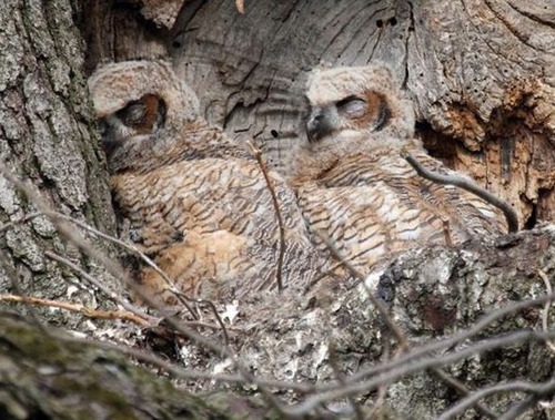 フクロウの保護色03