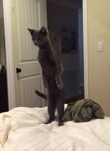 二本足で立つ猫と、立たない犬03