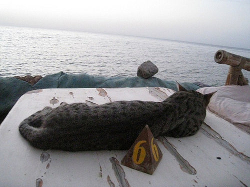 夏を満喫する猫03