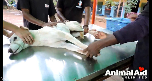 井戸に落ちた犬の救出劇11