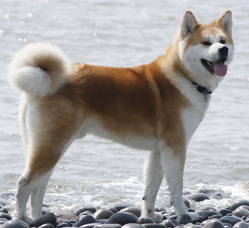 アメリカ50州それぞれで最も愛されている犬 日本の2犬種も らばq