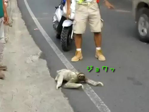 空飛ぶなまけもの