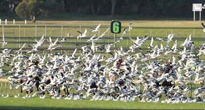 競馬がカモメの大群で事故01