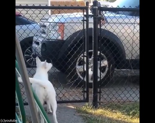���ܤǼ���ʹ�����ʤ�����ɡĻ������¸�ߤϤ狼��03