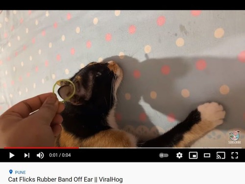 猫耳に輪ゴムを載せると