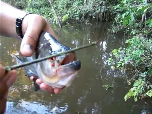 ピラニアでハサミ