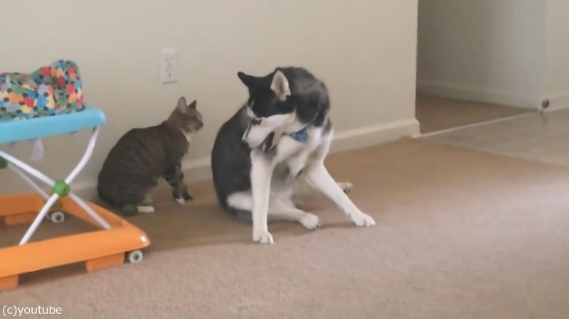 猫 乗ってやる 犬の背中に飛び乗ろうとする猫 動画 らばq 猫 乗ってやる 犬の背中に飛び乗ろうとする猫 動画 らばq