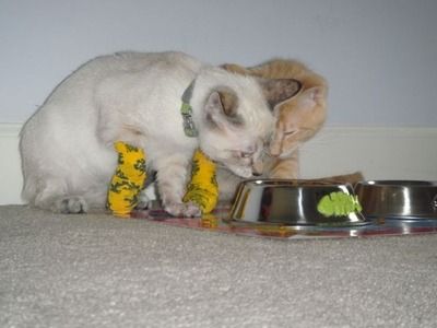 ưʪ�˥��֥�13