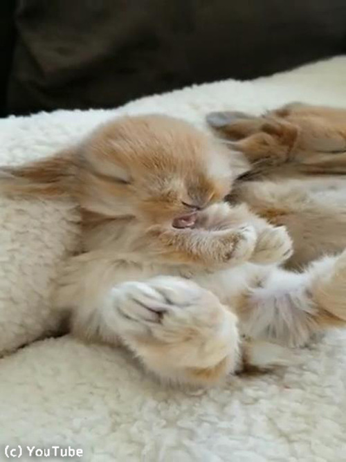 뿲Υ̴ǥ˥󥸥󿩤٤Ƥ02