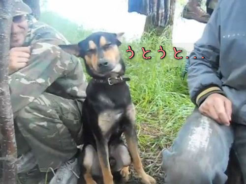 睡魔と戦う軍用犬00