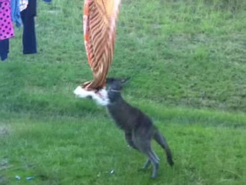 洗濯物とカンガルー06