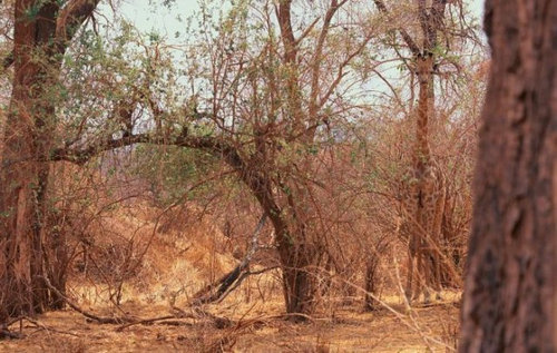 動物はどこ？09