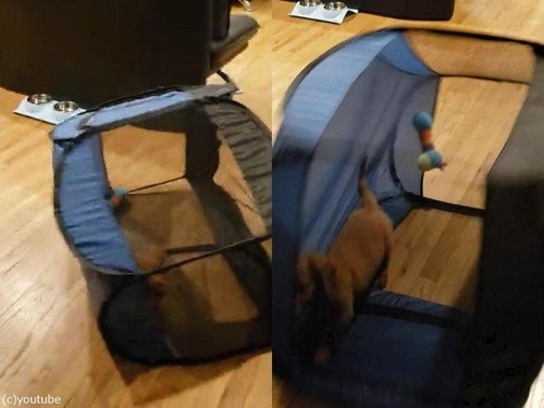 犬用テントの想定外の遊び方02