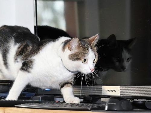 猫とPC