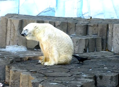 シロクマとカラス01