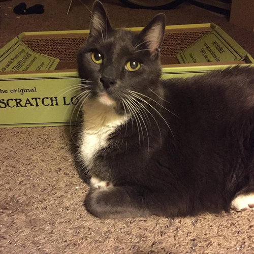 ダイエット猫08