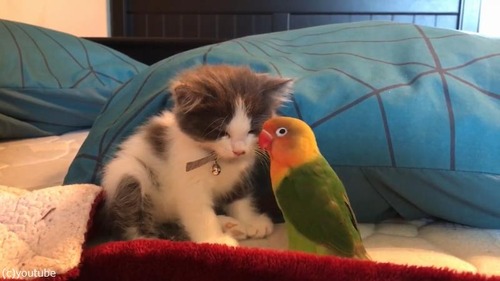 ニャンコとオウムの微笑ましい関係01