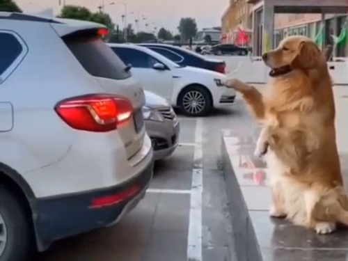 バックセンサー要らずの犬