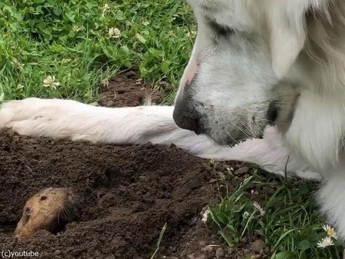 新しい穏やかな犬がホリネズミを愛でる00