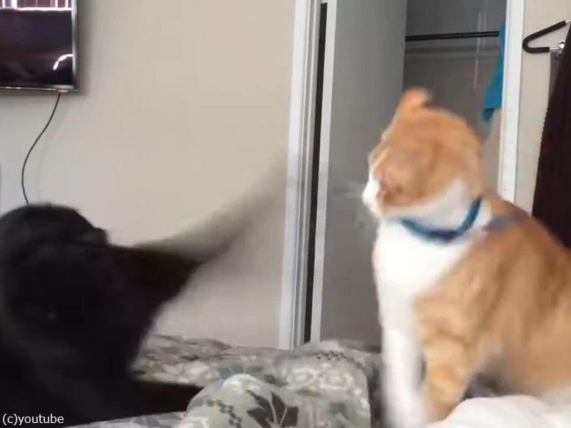目にも止まらぬ速さ 猫2匹が高速ネコパンチで戦う 動画 らばq