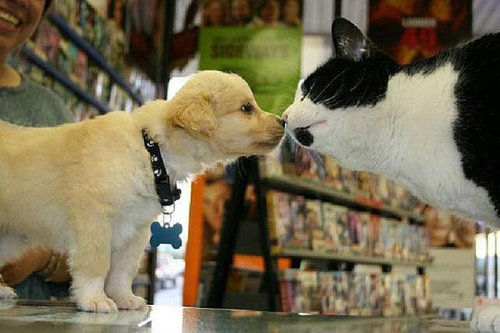 押し倒される猫10